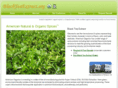 blackteaextract.org