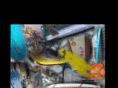 euskadikosurf.com