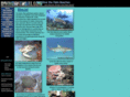 divingwithbill.com