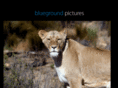 bluegroundpictures.com