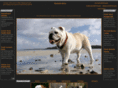 bulldog-photo.info