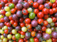 halfpintfarm.com