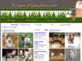 picturesofchihuahuas.com