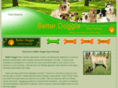 betterdoggie.com