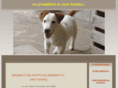 allevamentojackrussel.com