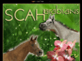 scah-arabians.com