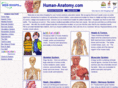 human-anatomy.com