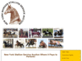 nymorganstallions.com