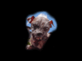 halfdogpower.net
