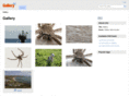 swiftparrot.com