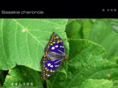violet-butterfly.com
