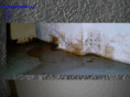 drybasementsllc.net