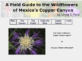 coppercanyonwildflowers.com
