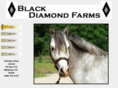 blackdiamondponies.com