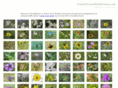 wildflowersofcentraltexas.com