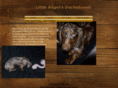 thelittleangelsdachshunds.com