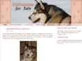 malamutes4sale.com