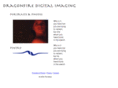 dragonfiredigital.com