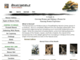 bonsaiexperience.com