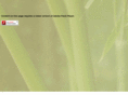 corneliusbates.com