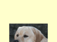 boomerandrocky.com