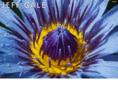 jeffgale.com