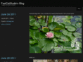 fastcatstudio.net
