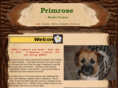 primroseborderterriers.com