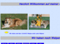 shelties-from-the-sunny-side.com