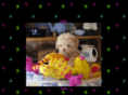mccameyspringspuppies.com
