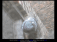 urbanpigeon.com