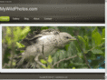 mywildphotos.com