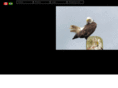 theineleganteagle.com