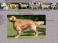 golden-retriever-stud-dogs.com