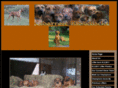 cedarroseridgebacks.com