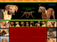 lionhounds.org