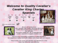 qualitycavaliers.net