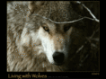 livingwithwolves.com