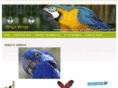 bingswings.com