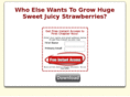 sweetjuicystrawberries.com