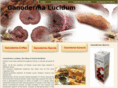 ganodermalucidum.com