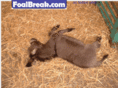 foalbreak.com
