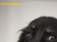 thinkingdogs.com