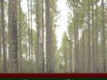 spreadoakplantation.com