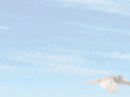 pheasantmeadows.com