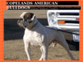 copelandsamericanbulldogs.com