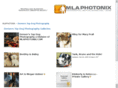denverstopdog.com