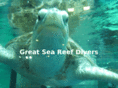 greatseareefdivers.com
