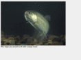 largetrout.net