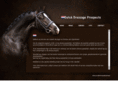 dutchdressageprospects.com